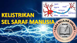 Kelistrikan pada sel saraf manusia.